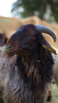 خروف أضحية برقي