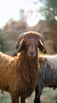 حجز خروف أضحية برقي