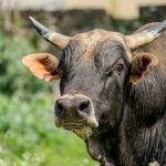 Local Calf for Ramadan (450 - 550KG)