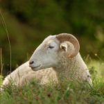 Barqi sheep for Eid al-Adha (55 - 70KG)