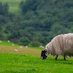 Local sheep (60–70 kg) for Eid al-Adha