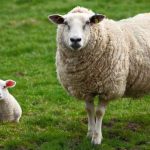Local sheep for Ramadan (60–70KG)