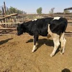 (1/7) Eid Sacrifice – Local Calf