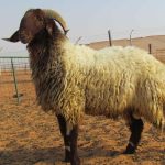 Local sheep standing price per kilogram: 245 – 260 EGP