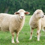 غنم خليط بلدي