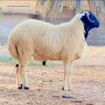 (55 - 70KG) لرمضان - خروف برقى