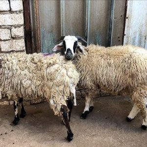 غنم خليط عساف