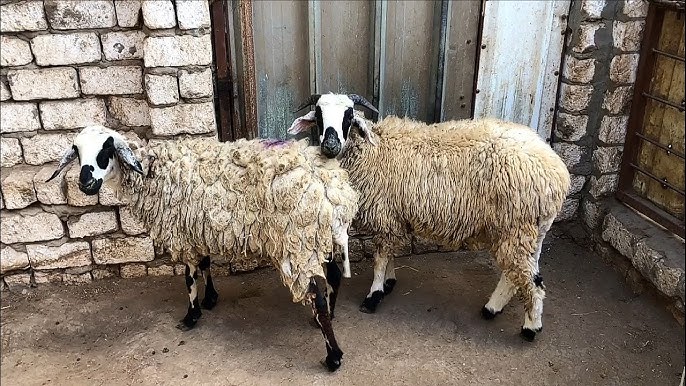 غنم خليط عساف