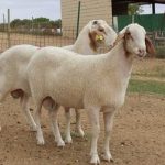 خروف عساف سعر الكيلو قايم ٢٦٥- ٢٨٠ج